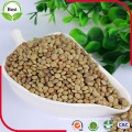 2016 Crop Non GMO Organic Green Lentils